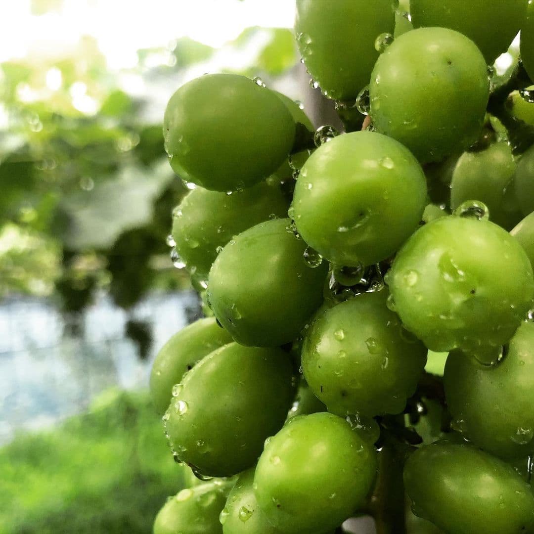 シャインマスカットの画像